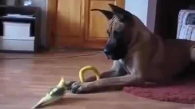 Funny Dog Great Dane vs Bird