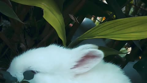 Beautiful and funny rabbit@