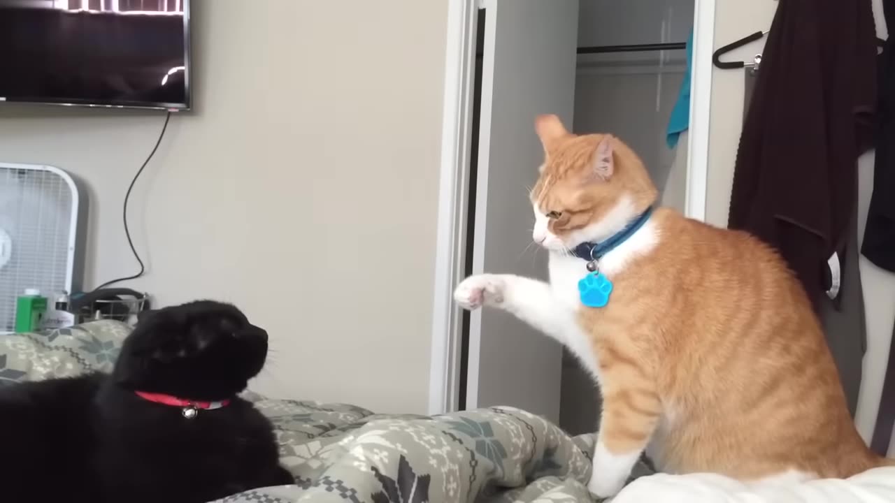 Fastest cat slaps