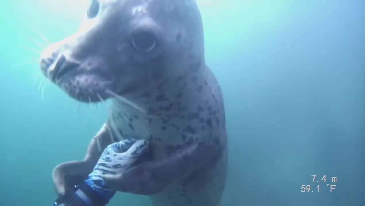 Friendly Harbor Seal 2