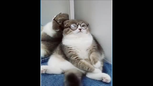 Amusing pets