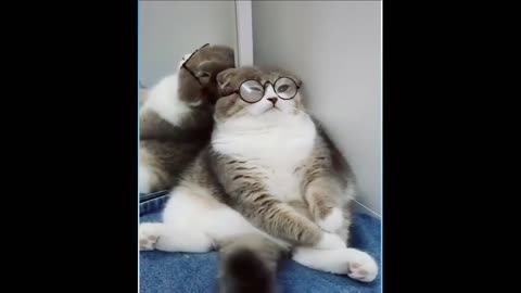 Amusing pets
