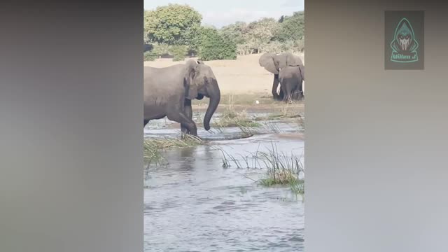 MAD Elephant STOMPED Croc to DEATH - INSANE!!