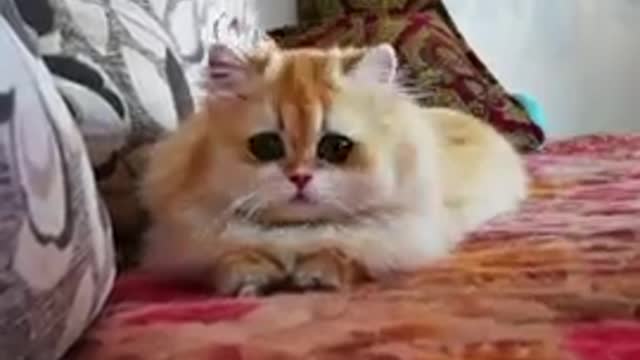 Cats - Baby cats - funny and fluffy (10) / Gatos - Filhotes - engraçados e fofos (10) #shorts