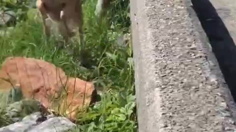 A deer is coming for an attack. Deer Almost hit a child.