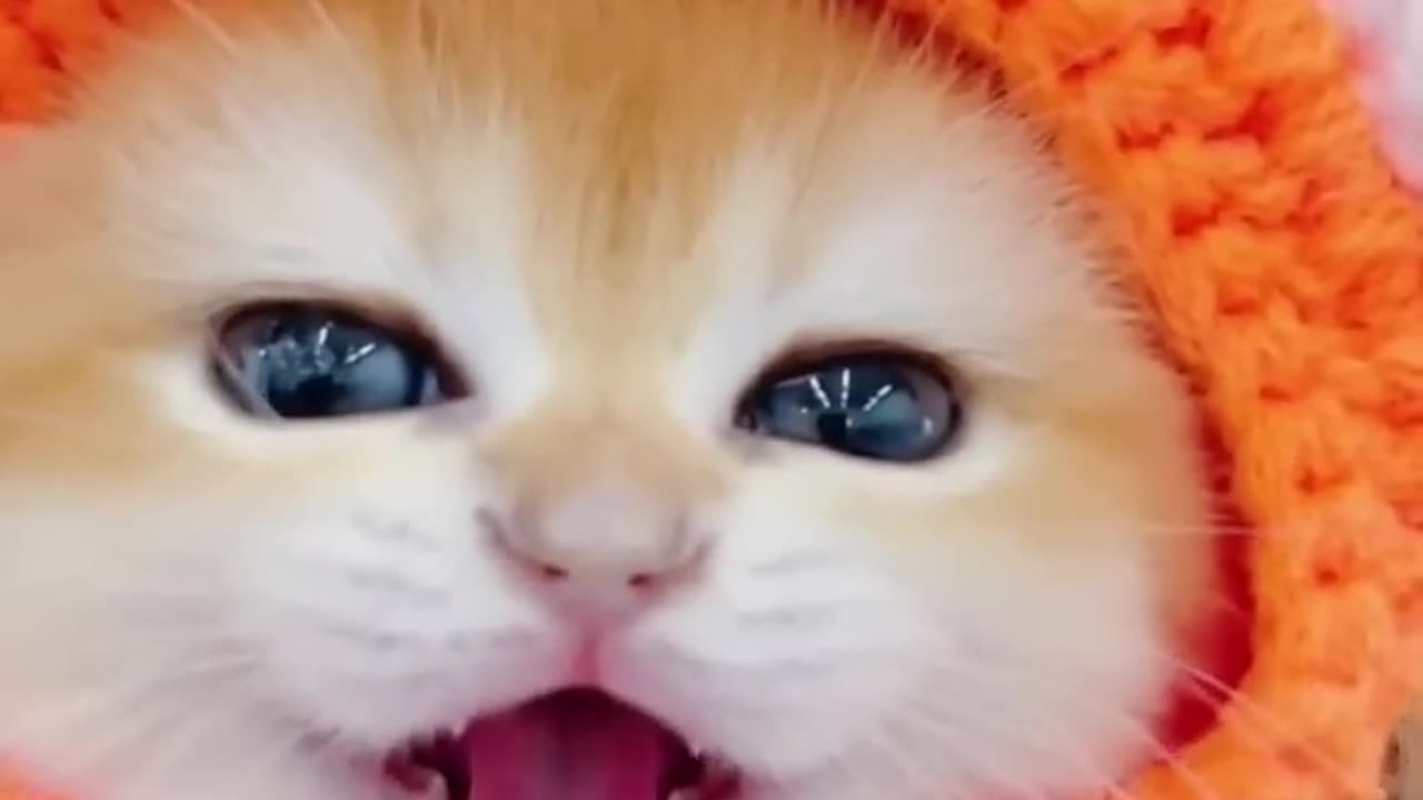 Little cute cat