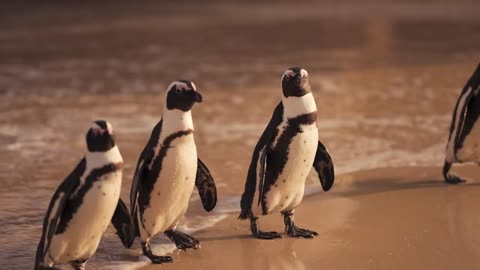 Penguins walking together to the beach