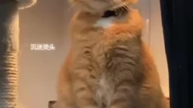 Cat warming himself