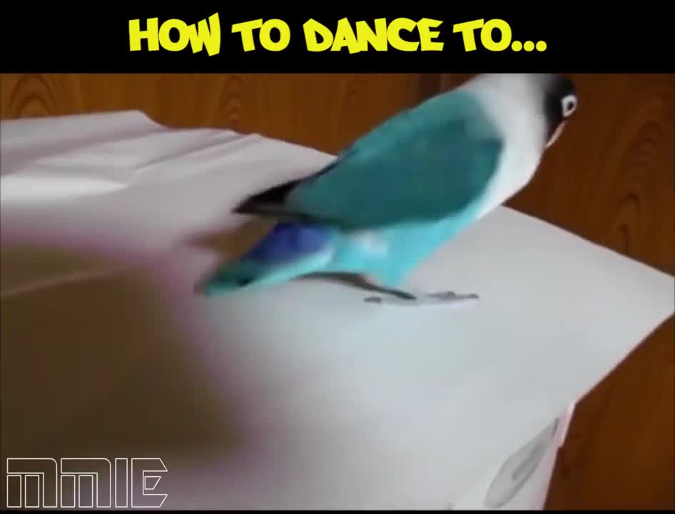 Learn to Dance with Birds. Very good!