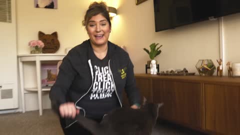 Cat training is actually easy and fun