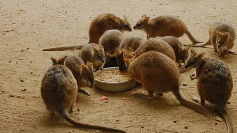Cute little animals 3