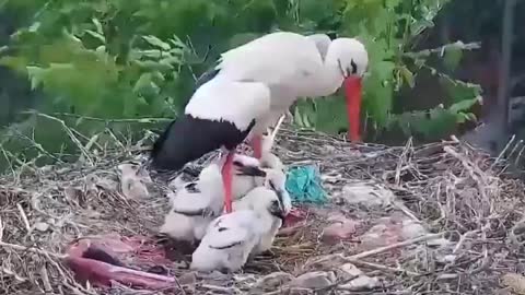 Birds mother children 👶 saved life