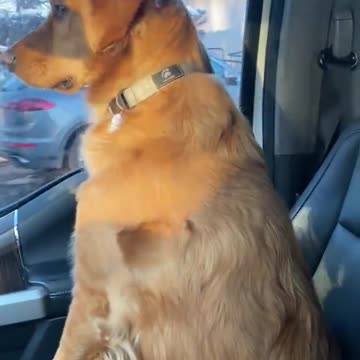 Dog looks betrayed when he realizes he's at the Vet.