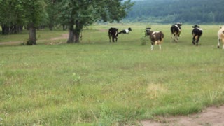 Cows Crowd Around Prancing Pony