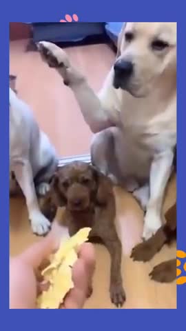 Watch the pets and their beauty 😍 😘