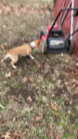 Pup vs lawnmower?