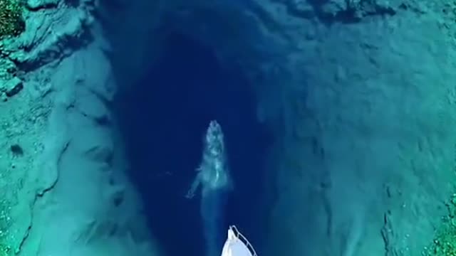 Boat in close contact with whale coming up from a blue hole