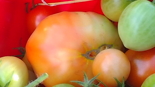 Harvesting garden