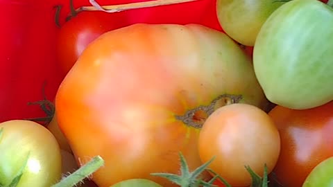 Harvesting garden