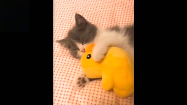 funny cats: try not to laugh challenge