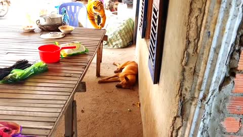 After the two dogs woke up, they were shocked to see the fake tiger