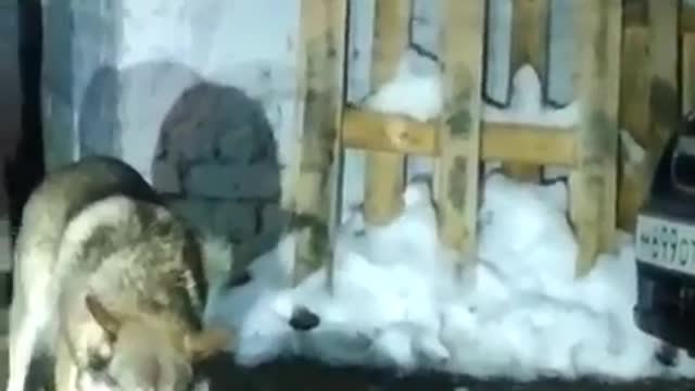 Wolves attack in Yakutsk, Russia