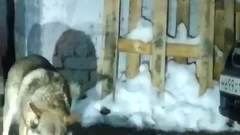 Wolves attack in Yakutsk, Russia