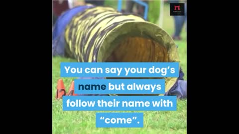 How to Teach a Dog to Come