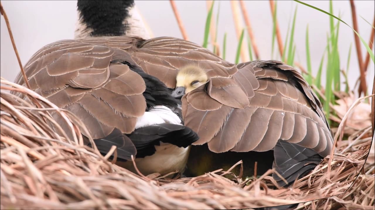 Canada Goslings under moms wing