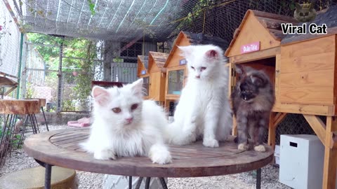 Funny Cats And Kittens Life 4K Quality Video