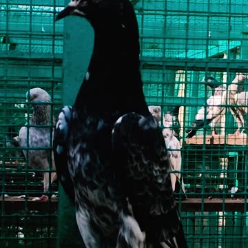 Ustad Malik Mohkam Khokhar's Nayab Breed Pigeons