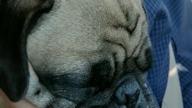 Pug dog has chin scratched by owner