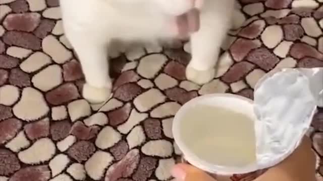funny Animals 3",.