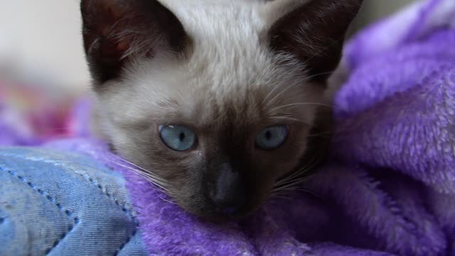 blue eyed kitten