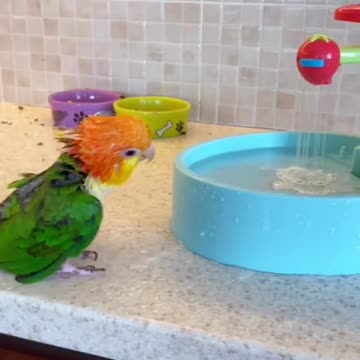#parrot #birds #lovebird Parrot lovebird
