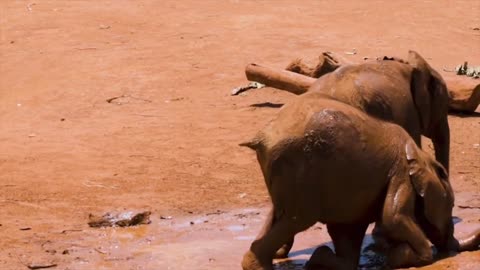 The power of the pack! Wild dogs' AMAZING relay hunting strategy | Best Funny Animal Videos 2022