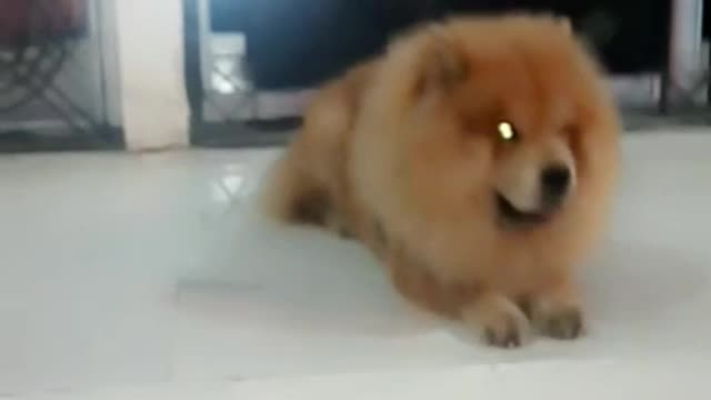 One of the cut chow chow