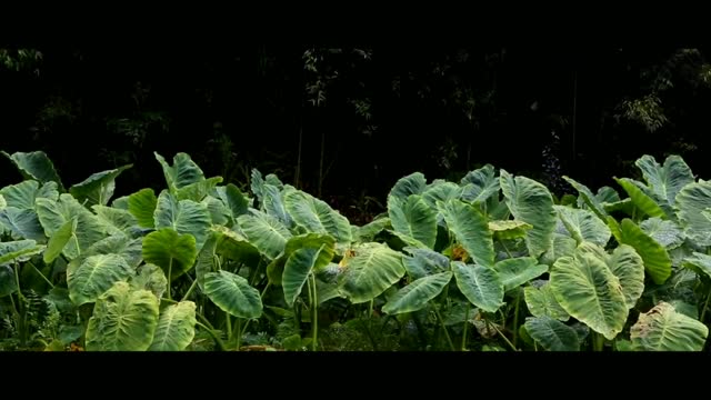 Inside the wonderful forest