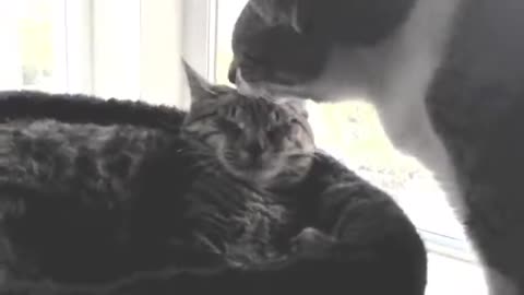 Big kitty taking care of sissy !!