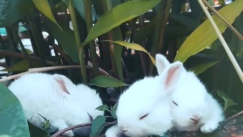 3 cutest bunnys ever eating and chilling.