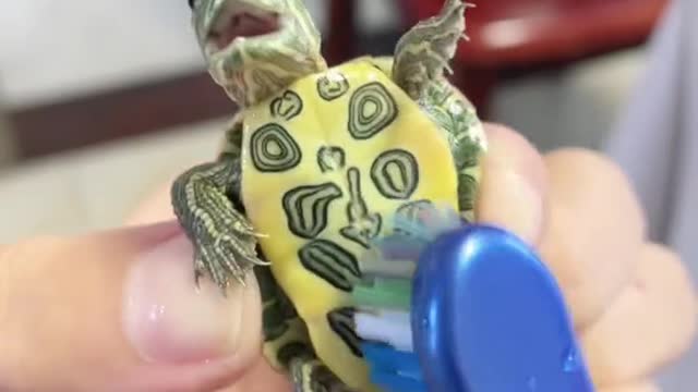 Give the turtle a bath it laughs really happy
