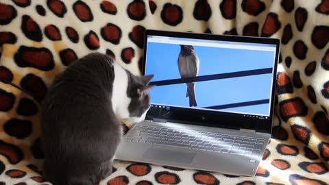 Funny cat Trying to catch a sparrow