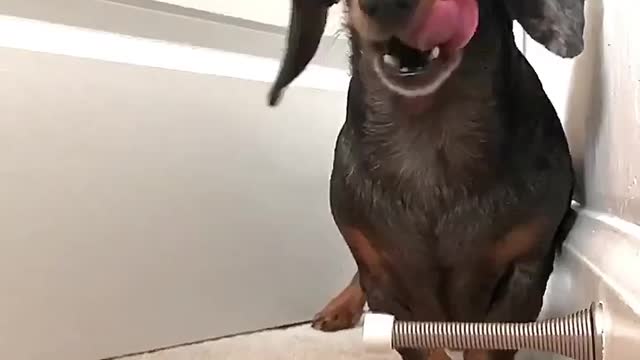Dog Training