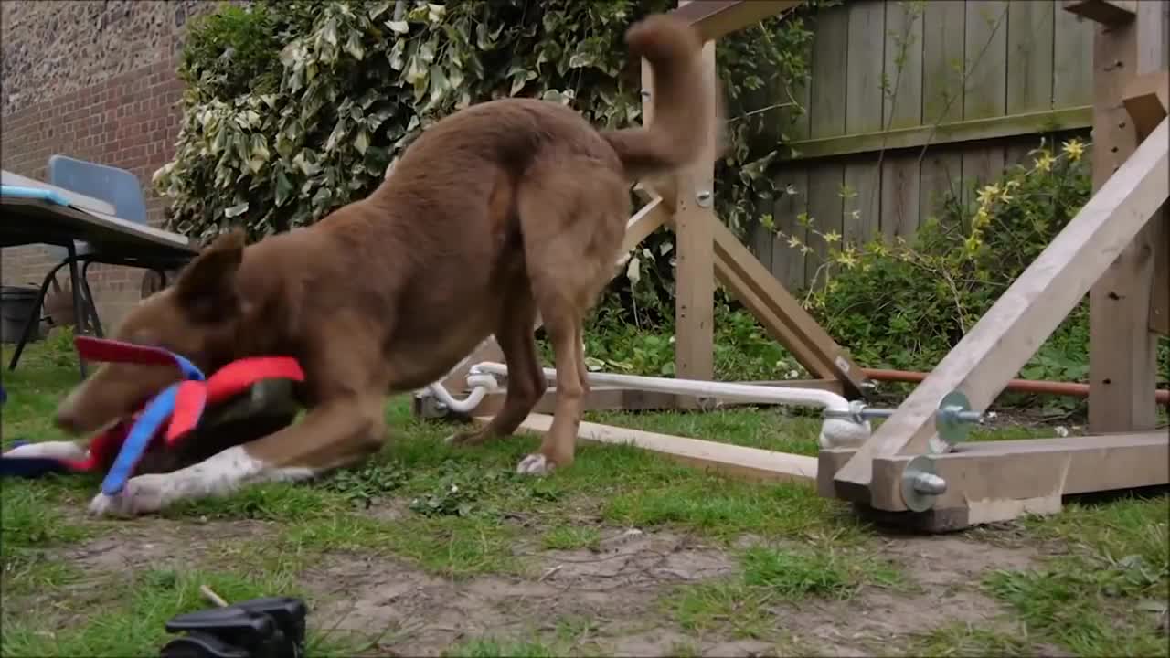 10 Best Trained & Disciplined Dogs in the World!