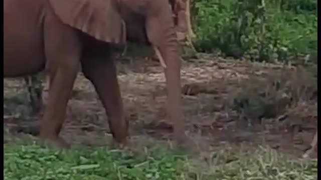 Cute Elephant and Kob playing together