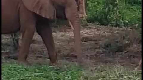 Cute Elephant and Kob playing together