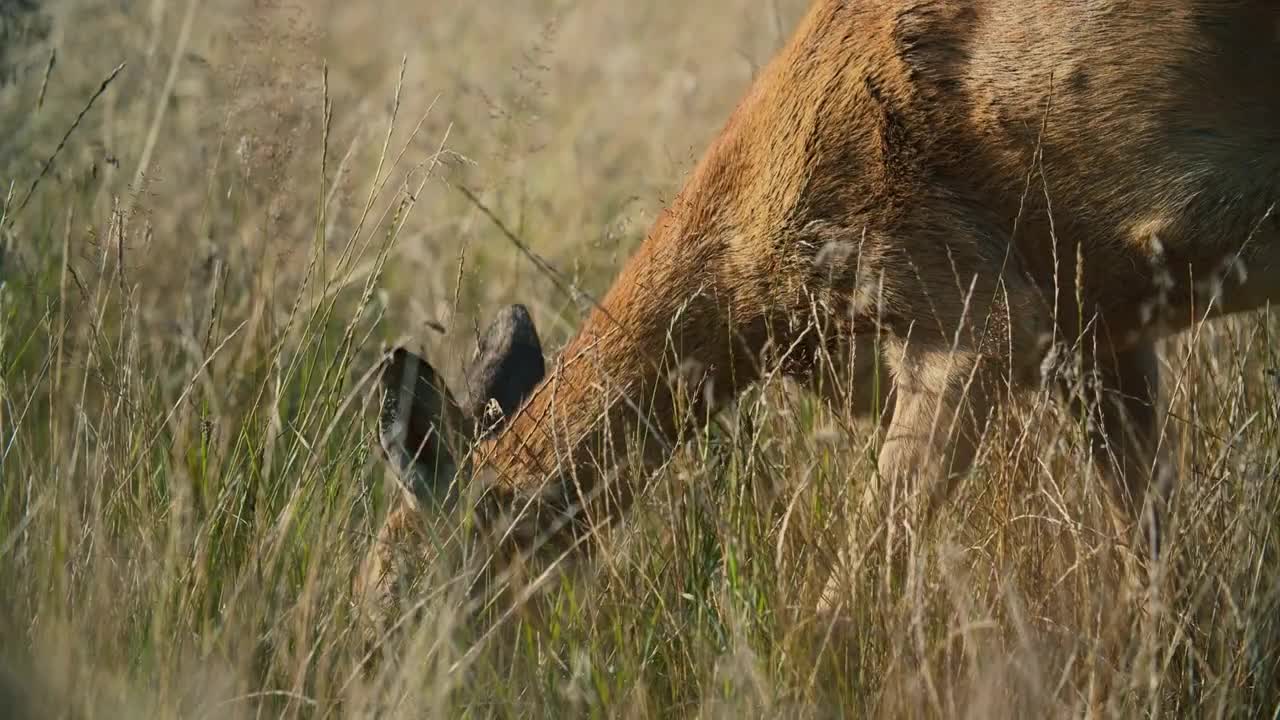 Wild roe deer graze in the tall grass