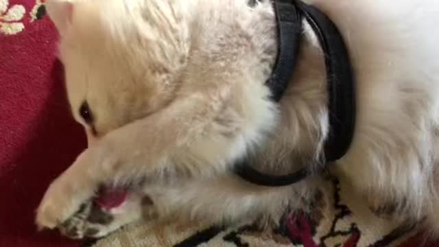 Cute puppy in village