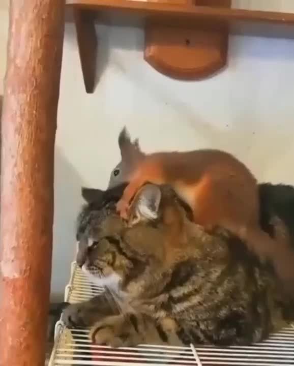 The squirrel is very good massager, so cute🐿️♥️