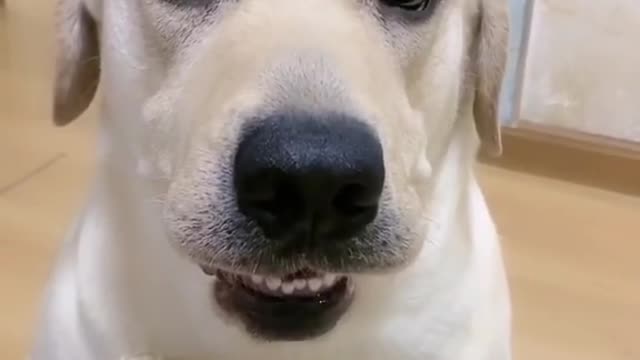 Baby Dogs Cute and Funny Dog Videos #2 | Funny Puppy Videos 2022